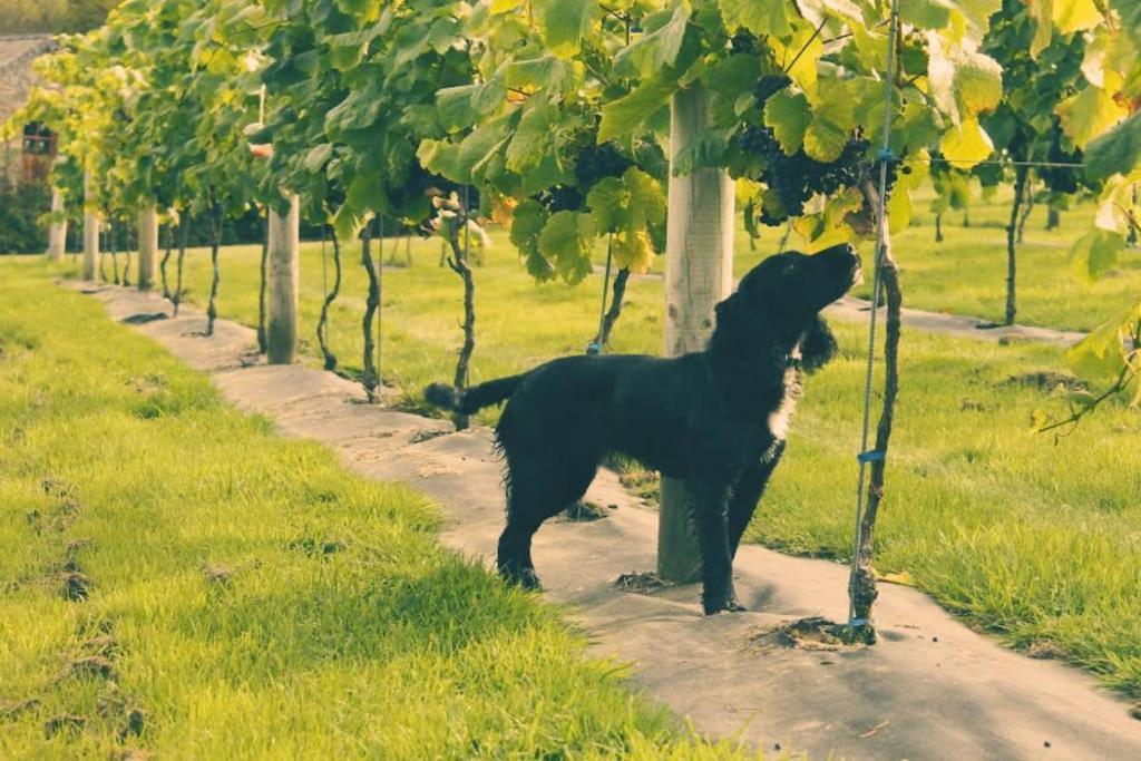 Vineyard Country Cottage Llanerch-Aeron エクステリア 写真