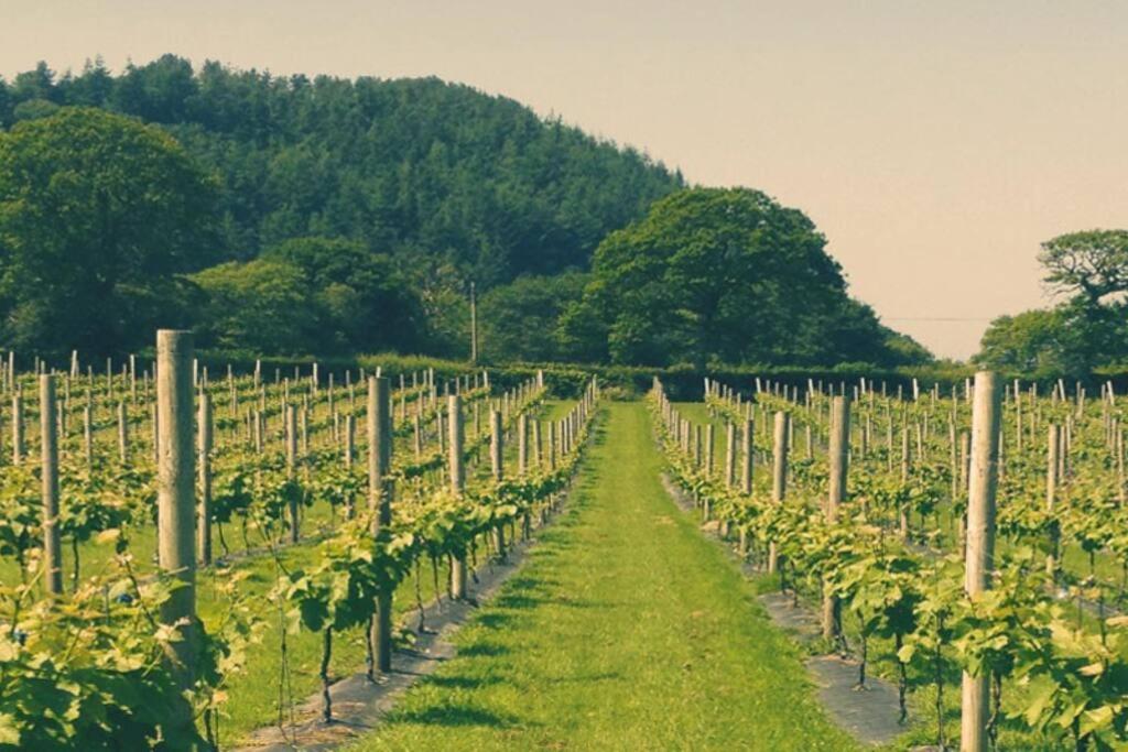 Vineyard Country Cottage Llanerch-Aeron エクステリア 写真